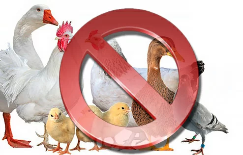 Увага! Введена тимчасова заборона на експорт птиці (продукції птахівництва) з України