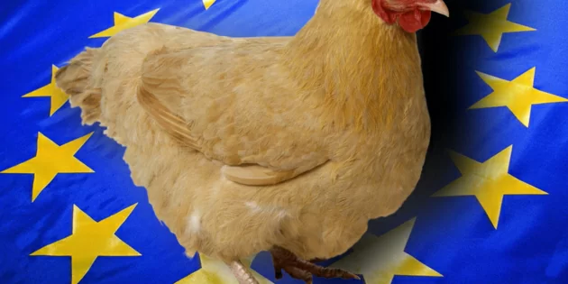 ТОП – 5 стран ЕС - импортирующие мясо и субпродукты – Статья от Харьковской ТПП