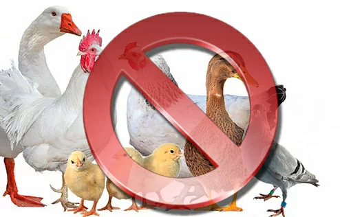 Увага! Введена тимчасова заборона на експорт птиці (продукції птахівництва) з України