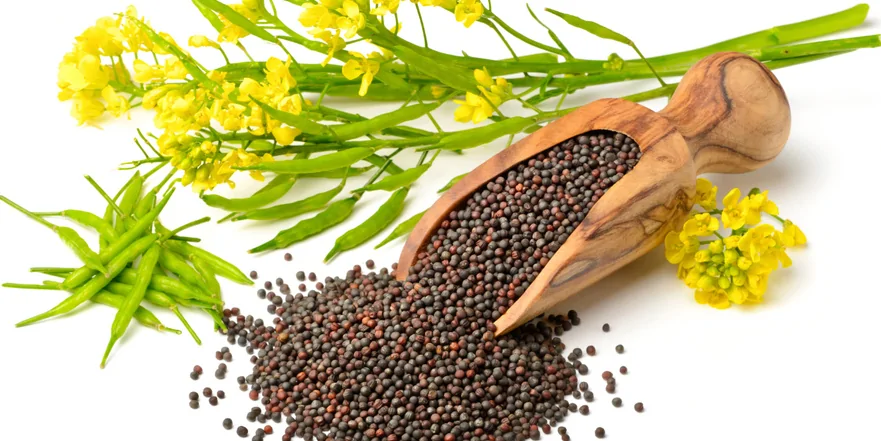 До уваги експортерів-виробників сільськогосподарської продукції соя/ріпак!!!